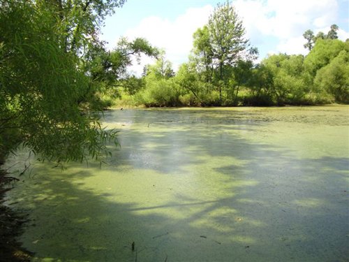 Property photo 12 - AUCTION CANCELLED TONIGHT!! SOLD Prior to Auction! 84+/- Acres Offered in 4 Tracts